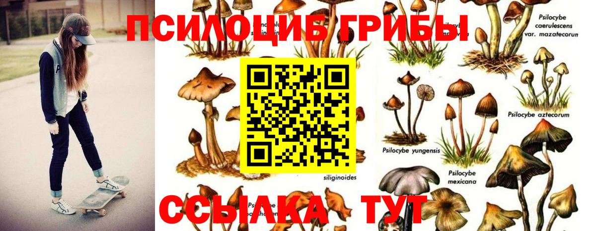 Галлюциногенные грибы прущие грибы  Псилоцибиновые грибы Psilocybe  Вход с VPN  Верхняя Пышма 